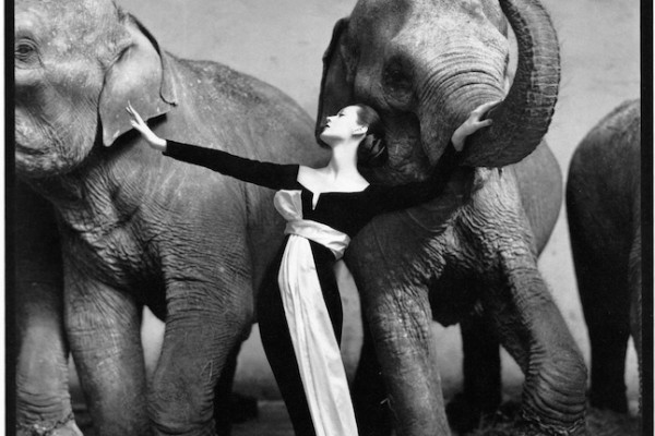 Avedon-600x400