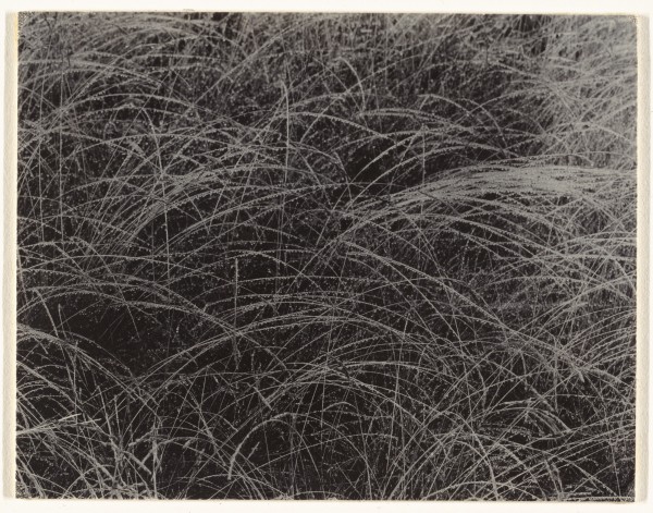 Rain Drops, Alfred Stieglitz, 1927, 9.2 x 11.7 cm