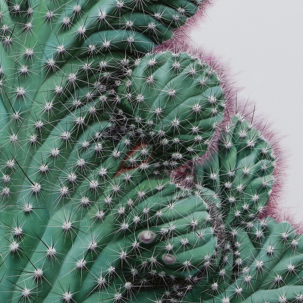 cactus-10