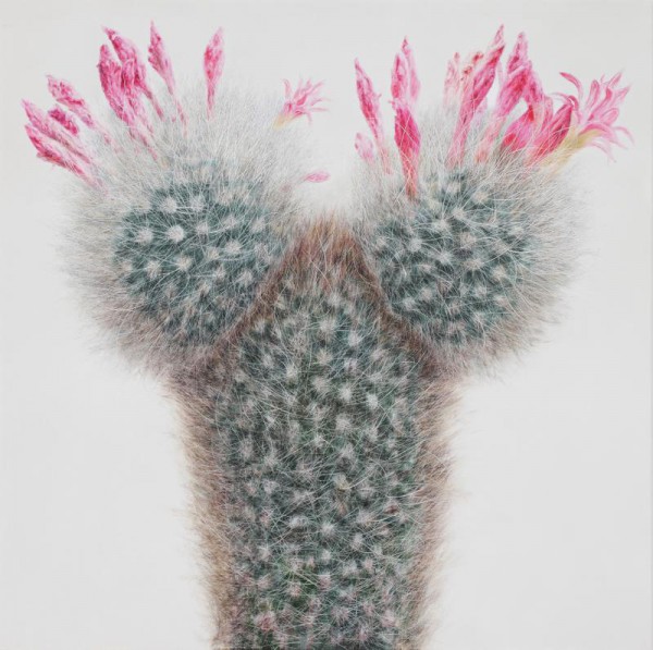 cactus-8