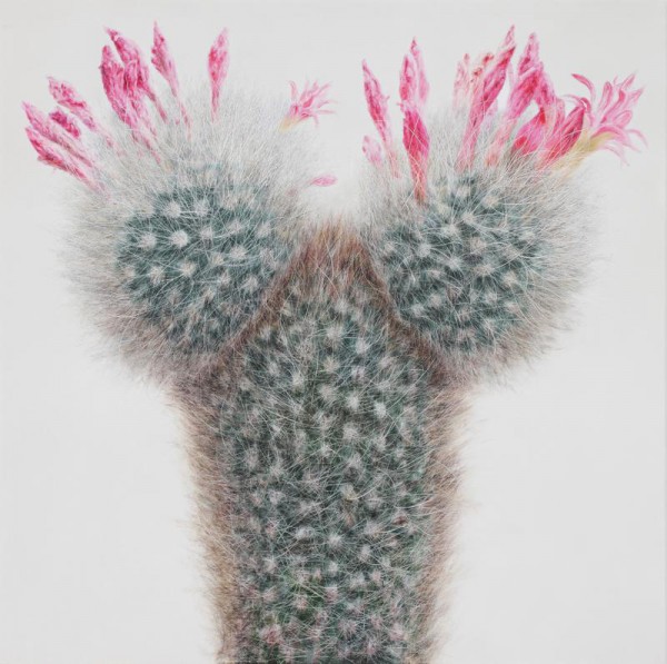 cactus-8