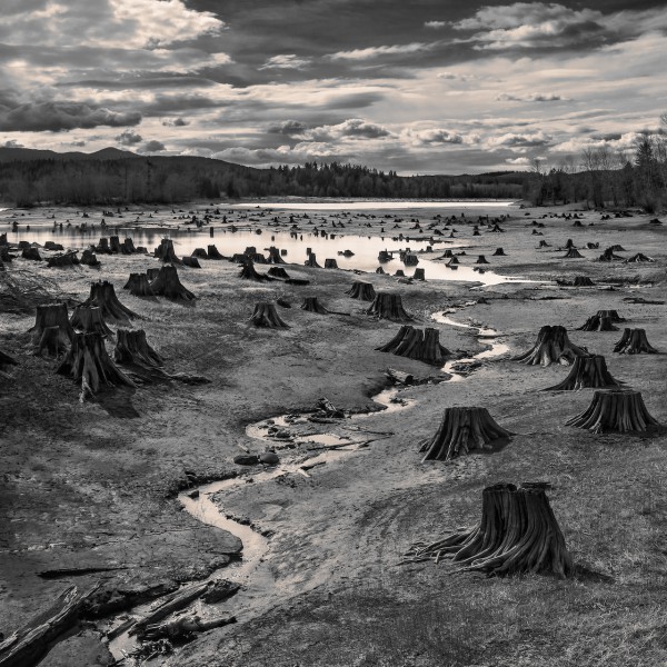 Stumps, Alder Lake, Nisqually River, Oregon